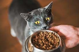 AÇIK KEDİ MAMALARI
